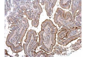 IHC-P Image ACE2 antibody [N1N2], N-term detects ACE2 protein at secreted on mouse intestine by immunohistochemical analysis. (ACE2 抗体  (N-Term))