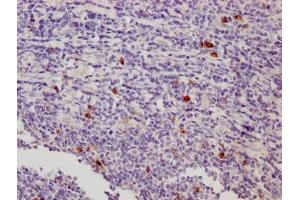 IHC image of ABIN7158617 diluted at 1:500 and staining in paraffin-embedded human tonsil tissue performed on a Leica BondTM system. (LAG3 抗体  (AA 29-450))