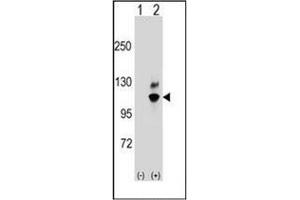 Western blot analysis of GNL2 (arrow) using GNL2 / NGP1 Antibody (N-term) Cat. (GNL2 抗体  (N-Term))