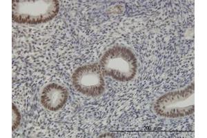 Image no. 4 for anti-RNA Binding Motif Protein 39 (RBM39) (AA 423-473) antibody (ABIN599086) (RBM39 抗体  (AA 423-473))