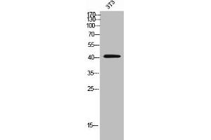 Western Blot analysis of 3T3 cells using CD192 Polyclonal Antibody (CCR2 抗体  (N-Term))