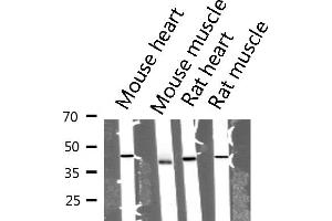 Western blot analysis of extracts from mouse tissue sample, using Actin α 1 Antibody. (Actin 抗体  (N-Term))