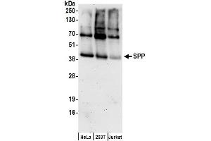 anti-Histocompatibility 13 (H13) (AA 327-377) antibody