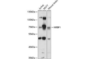 Western blot analysis of extracts of various cell lines, using NRBP1 antibody (ABIN6132425, ABIN6144845, ABIN6144846 and ABIN6214502) at 1:1000 dilution.