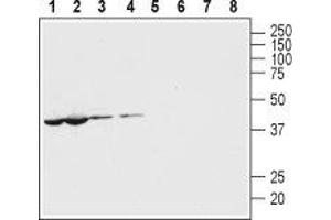 Western blot analysis of mouse (lanes 1 and 5) and rat (lanes 2 and 6) heart lysates and mouse (lanes 3 and 7) and rat (lanes 4 and 8) brain membranes: - 1-4. (PANX1 抗体  (Intracellular, N-Term))