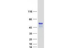 Western Blotting (WB) image for Tripartite Motif Family-Like 1 (TRIML1) protein (Myc-DYKDDDDK Tag) (ABIN2734306)
