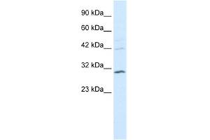 WB Suggested Anti-HOXB5 Antibody Titration: 0. (HOXB5 抗体  (N-Term))