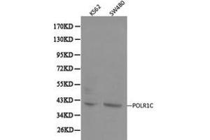 Western Blotting (WB) image for anti-Polymerase (RNA) I Polypeptide C, 30kDa (POLR1C) antibody (ABIN1874180)