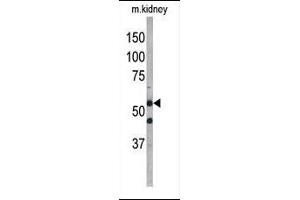 Western blot analysis of anti-G4D Pab 1811b in mouse kidney tissue lysate. (ATG4D 抗体  (AA 220-249))