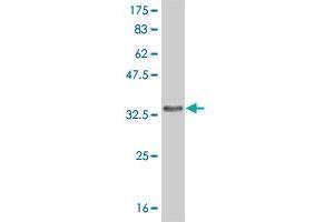 Western Blot detection against Immunogen (35. (FRZB 抗体  (AA 102-190))