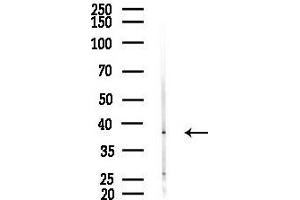 anti-CD1e (CD1e) (Internal Region) antibody