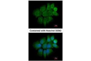 ICC/IF Image Immunofluorescence analysis of paraformaldehyde-fixed A431, using Cytokeratin 2, antibody at 1:200 dilution. (Keratin 2 抗体)