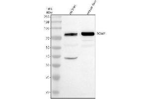 Western blot analysis of TGM7 using anti-TGM7 antibody (ABIN7825961).