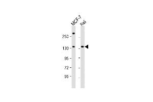 All lanes : Anti-BARON Antibody (Center) at 1:1000 dilution Lane 1: MCF-7 whole cell lysate Lane 2: Raji whole cell lysate Lysates/proteins at 20 μg per lane. (Rubicon 抗体  (AA 656-684))