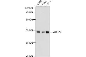 Western blot analysis of extracts of various cell lines, using WDR77 antibody (ABIN6128227, ABIN6150205, ABIN6150206 and ABIN6222948) at 1:1000 dilution. (WDR77 抗体  (AA 1-260))