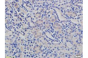 Formalin-fixed and paraffin embedded mouse kidney labeled with Rabbit Anti E cadherin/CD324 Polyclonal Antibody, Unconjugated (ABIN687682) at 1:200 followed by conjugation to the secondary antibody and DAB staining (Cadherin 抗体  (AA 841-882))