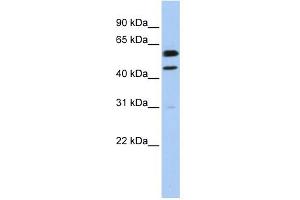 WB Suggested Anti-CCNB1 Antibody Titration:  0. (Cyclin B1 抗体  (C-Term))