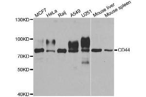 Western blot analysis of extracts of various cell lines, using CD44 antibody. (CD44 抗体  (AA 35-300))