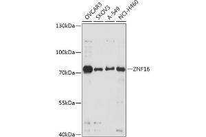 Western blot analysis of extracts of various cell lines, using ZNF16 antibody (ABIN7271459) at 1:1000 dilution. (ZNF16 抗体  (AA 1-210))