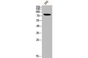 Western Blot analysis of 293 cells using Calpain 12 Polyclonal Antibody (CAPN12 抗体  (Internal Region))