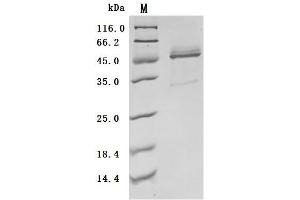 Interleukin 21 (IL21) (AA 23-155), (full length) (Active) protein (hFc Tag)