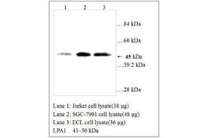 Image no. 1 for anti-Lysophosphatidic Acid Receptor 1 (LPAR1) (AA 342-359) antibody (ABIN791314) (LPAR1 抗体  (AA 342-359))