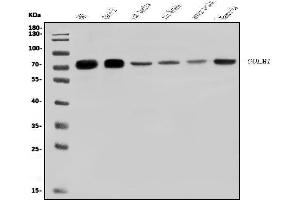 Western blot analysis of GOLPH2/GOLM1 using anti-GOLPH2/GOLM1 antibody (ABIN7601505).