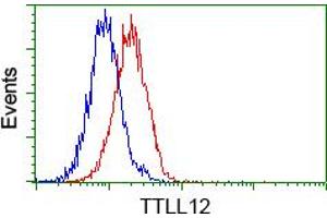 Image no. 4 for anti-Tubulin tyrosine Ligase-Like Family, Member 12 (TTLL12) antibody (ABIN1499033) (TTLL12 抗体)