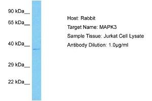 Host: Rabbit Target Name: MAPK3 Sample Type: Jurkat Whole Cell lysates Antibody Dilution: 1. (ERK1 抗体  (N-Term))