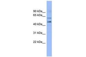 Image no. 1 for anti-Lipase Maturation Factor 1 (LMF1) (N-Term) antibody (ABIN6741872) (LMF1 抗体  (N-Term))
