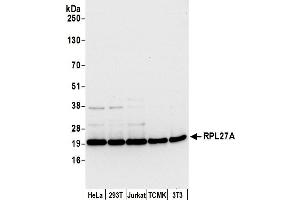 anti-Ribosomal Protein L27a (RPL27A) (AA 1-50) antibody