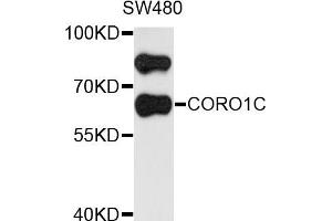 Western blot analysis of extract of SW480 cells, using CORO1C antibody. (CORO1C 抗体)