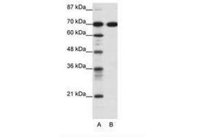 Image no. 1 for anti-RRN3 RNA Polymerase I Transcription Factor (RRN3) (C-Term) antibody (ABIN6736091) (RRN3 抗体  (C-Term))