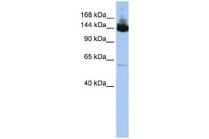 Symplekin antibody used at 1 ug/ml to detect target protein. (Symplekin 抗体  (Middle Region))