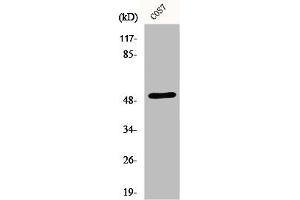 Western Blotting (WB) image for anti-Endothelin Receptor Type A (EDNRA) (C-Term) antibody (ABIN7184888)