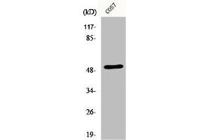 Western Blot analysis of COS7 cells using ETAR Polyclonal Antibody (Endothelin-1 Receptor 抗体  (C-Term))