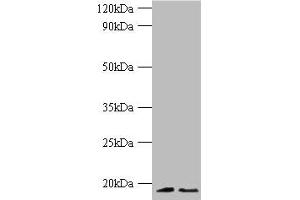Western blot All lanes: Histone H3. (Histone H3.3 抗体  (AA 2-136))