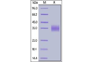 Mouse LILRB4, His Tag on  under reducing (R) condition. (LILRB4 Protein (AA 24-238) (His tag))