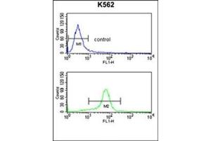 Flow Cytometry (FACS) image for anti-Calcium Channel, Voltage-Dependent, alpha 2/delta Subunit 1 (CACNA2D1) (N-Term) antibody (ABIN453548)