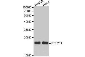 Western blot analysis of extracts of various cell lines, using RPL23A antibody. (RPL23A 抗体  (AA 1-156))