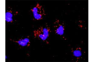 Proximity Ligation Analysis of protein-protein interactions between CASP3 and PAK2. (PAK2 抗体  (AA 131-230))