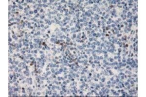 Image no. 2 for anti-Signal Transducer and Activator of Transcription 4 (STAT4) antibody (ABIN1501177) (STAT4 抗体)