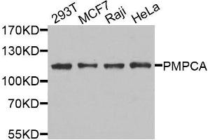Western blot analysis of extracts of various cell lines, using PMPCA antibody. (PMPCA 抗体  (AA 456-525))