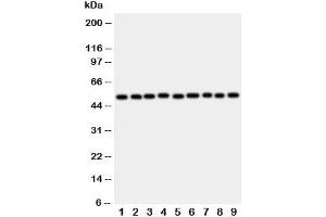 Western blot testing of E2F2 antibody and rat samples 1: lung;  2: heart;  3: brain;  4: kidney; and human samples 5: HeLa;  6: COLO320;  7: A549;  8: MCF-7;  9: SMMC-7721 cell lysate. (E2F2 抗体  (C-Term))