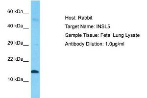 Host: Rabbit  Target Name: INSL5  Sample Tissue: Fetal Lung lysates  Antibody Dilution: 1.