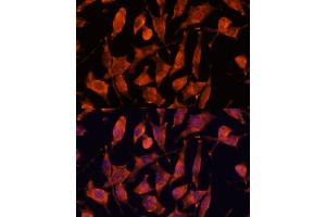 Immunofluorescence analysis of L929 cells using XPNPEP3 antibody  at dilution of 1:100. (XPNPEP3 抗体  (AA 1-250))
