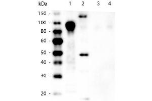 Western Blot of Mouse anti-6xHIS Tag Antibody. (His Tag 抗体  (HRP))