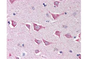 Anti-NLRC4 antibody IHC of human brain, cortex. (NLRC4 抗体  (C-Term))