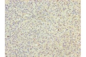 Immunohistochemistry (IHC) image for anti-BUD31 Homolog (BUD31) (AA 1-144) antibody (ABIN7165150)
