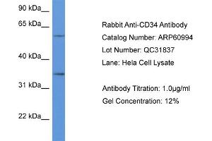 Western Blotting (WB) image for anti-CD34 (CD34) (C-Term) antibody (ABIN2788647) (CD34 抗体  (C-Term))